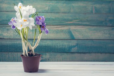 Saksıyı Çiğdem ile