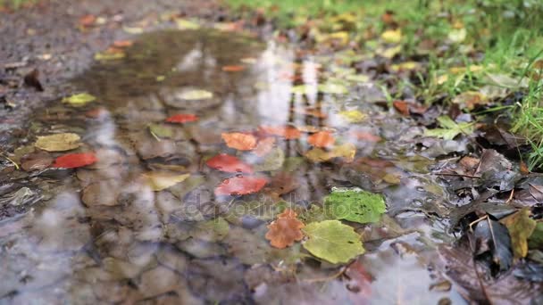 Маленький камінь, що падає на ставок восени, повільний вид — стокове відео