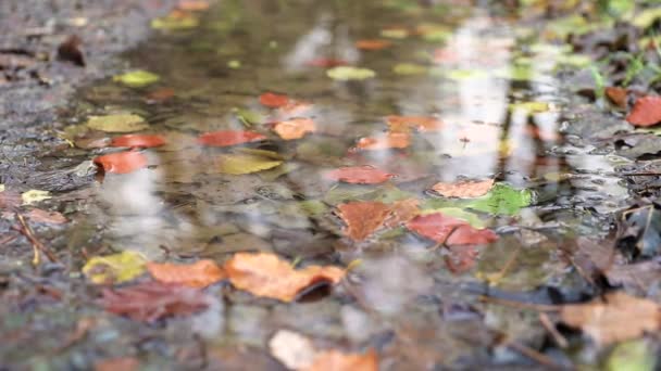 Sonbahar, yavaş hareket görünümü bir su birikintisi üzerinde düşen yaprakları — Stok video
