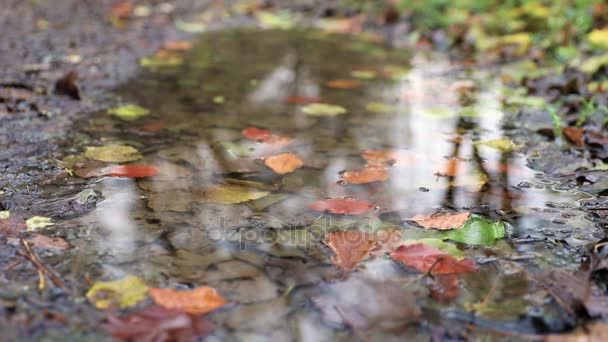 Hojas cayendo en un estanque en otoño, vista en cámara lenta — Vídeos de Stock