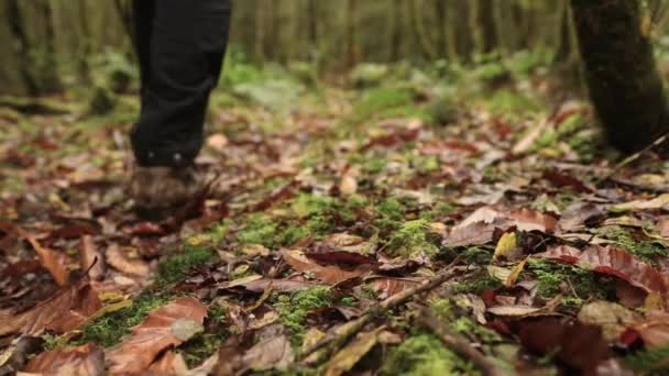Homme marchant dans le bois, vue arrière et basse — Video