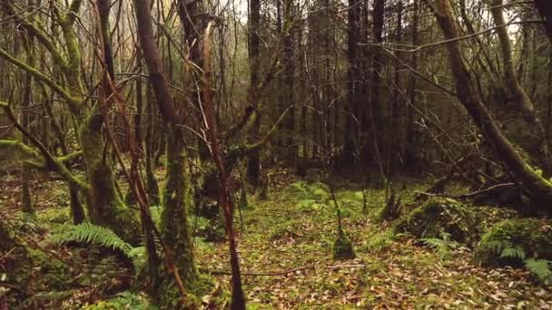 Pohon dan daun di hutan — Stok Video