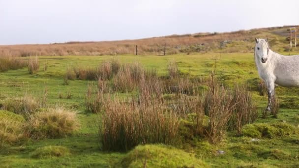 Wildpferde grasen auf einer grünen Weide in Wales — Stockvideo