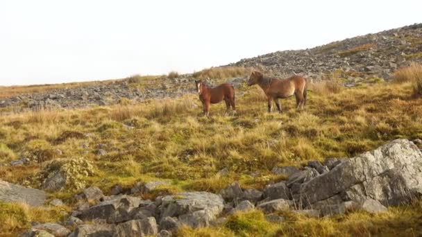 Wild horses grazing in a green meadow in Wales — Stock videók