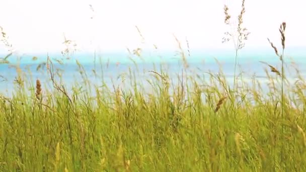 Close up view of grass on top of Dover white cliffs — Stock Video