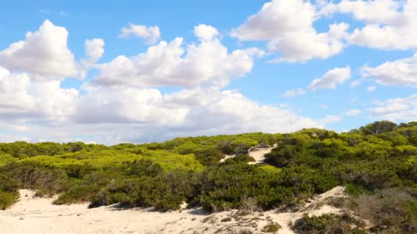 Petite brosse sur dune de sable au bord de la mer à Majorque — Video