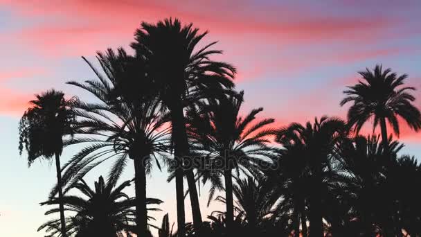 Φοίνικας δέντρα σιλουέτα στο ηλιοβασίλεμα στη Μαγιόρκα — Αρχείο Βίντεο