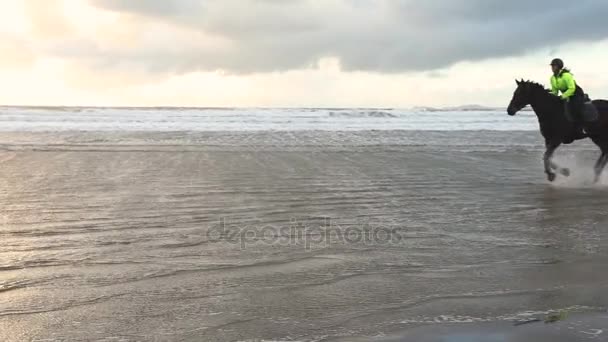 Konie w galopie na plaży o zachodzie słońca, zwolnionym tempie — Wideo stockowe