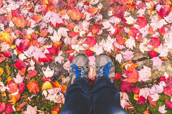 Hiking shoes with red leaves all around — Stock Photo, Image