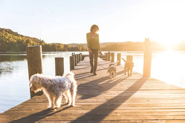 Köpekler iskelede günbatımında yürüyen kadın — Stok fotoğraf