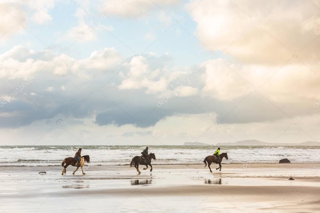 Horses at gallop on the beach at sunset