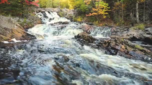 Alberi colorati lungo il torrente con rapide in autunno — Video Stock