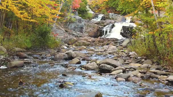 Цветные деревья вдоль ручья с порогами осенью — стоковое видео