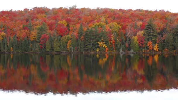 Riflessioni sugli alberi sull'acqua in autunno — Video Stock