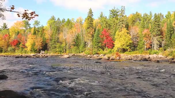 Kolorowe drzewa wzdłuż potoku z rapids jesienią — Wideo stockowe