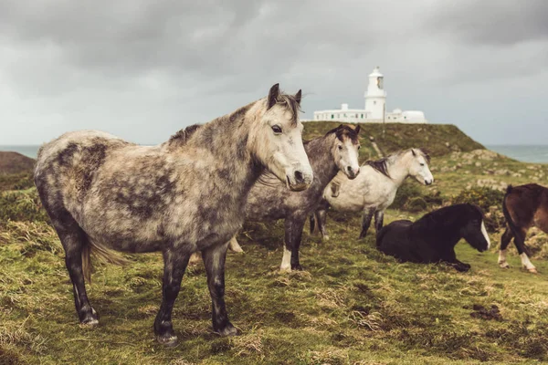 Vilda hästar på landsbygden på en stormig dag — Stockfoto