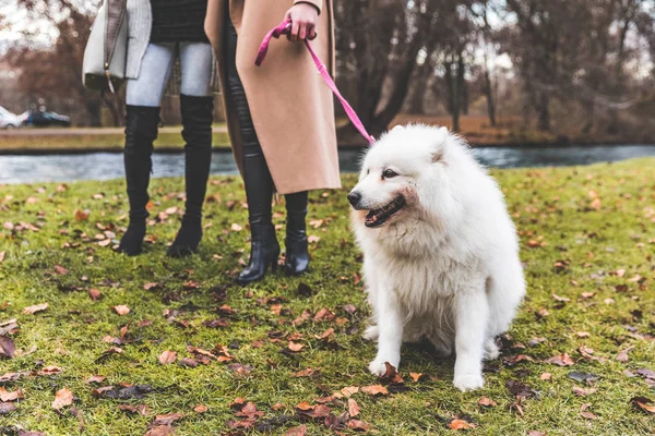 Chien blanc en laisse au parc avec deux femmes — Photo