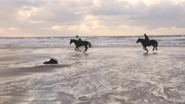 해질녘 해변에서 갤럽에 말을 타고 하는 사람들. 세 사람이 타고 호 — 비디오