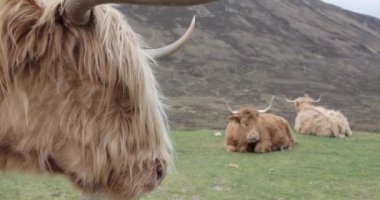 İskoçya sığırları güzel kırsalda otluyor.