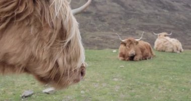 İskoçya sığırları güzel kırsalda otluyor.