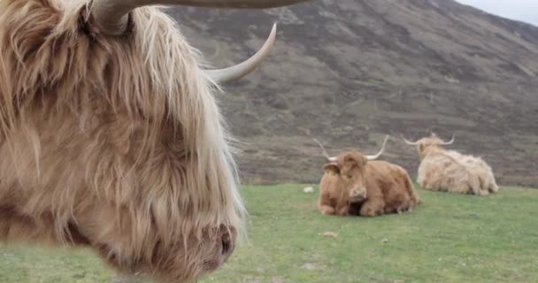Felföldi szarvasmarhák legeltetése gyönyörű vidéken — Stock videók