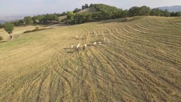 Коровы пасутся на открытых полях в сельской местности Италии — стоковое видео