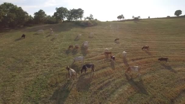 Vacas que pastam em campos abertos no campo em Itália — Vídeo de Stock