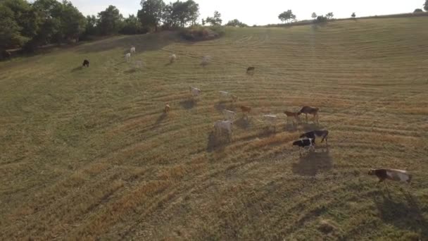 Vacas que pastam em campos abertos no campo em Itália — Vídeo de Stock