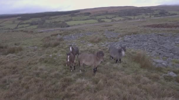 Caballos salvajes vagando libres en el campo — Vídeo de stock