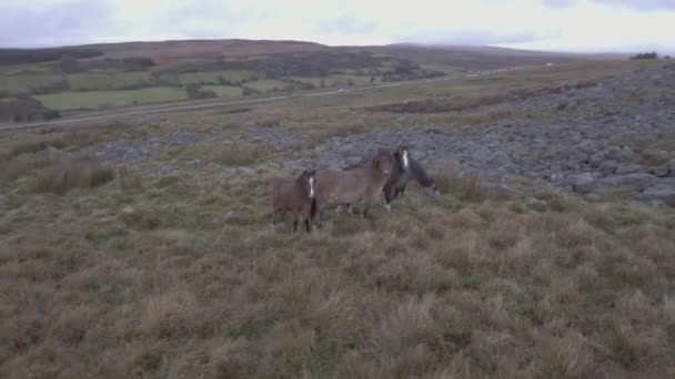Cavalos selvagens vagando livre no campo — Vídeo de Stock