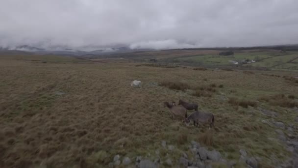 Дикие лошади бродят по сельской местности — стоковое видео