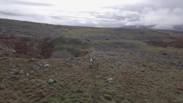 田舎で野生の馬が自由に歩き回る — ストック動画