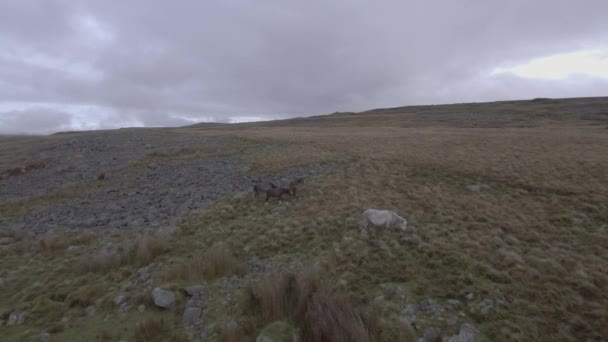 田舎で野生の馬が自由に歩き回る — ストック動画