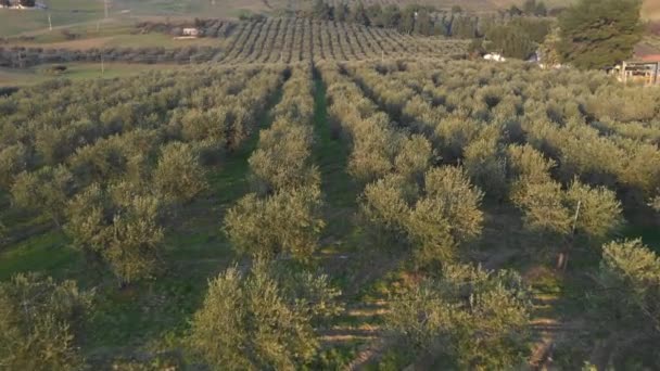 Olivträd grove antenn vy i Italien — Stockvideo