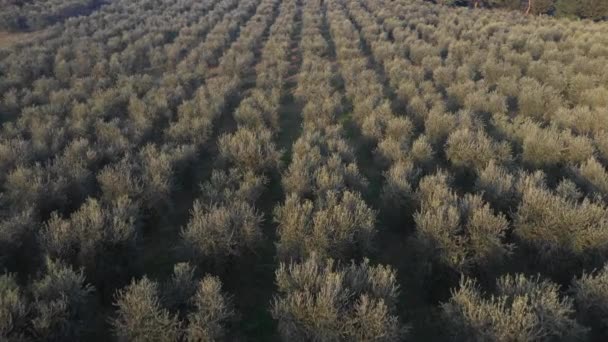 Oliveraie vue aérienne en Italie — Video