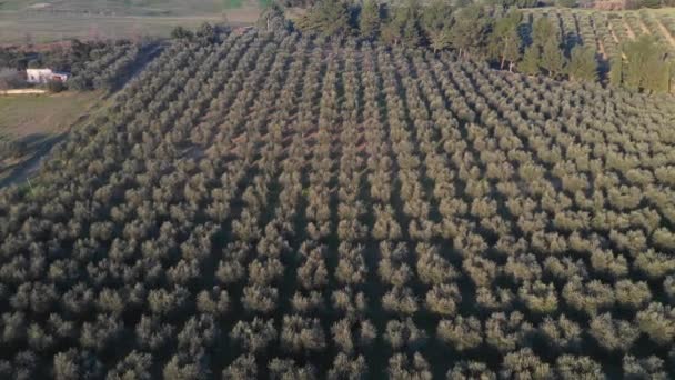 イタリアのオリーブの木の森の空中ビュー — ストック動画