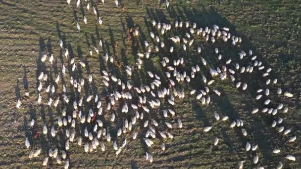 Schapen grazen op open velden op het platteland in Italië — Stockvideo