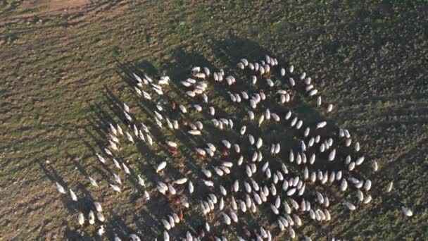 Ovce pasoucí se na otevřených polích v Itálii — Stock video