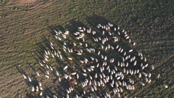 Sheep grazing on open fields in the countryside in Italy — Stock Video