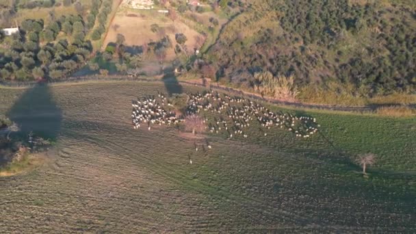 Schapen grazen op open velden op het platteland in Italië — Stockvideo