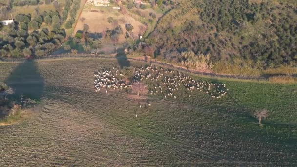 Får som betar på öppna fält på landsbygden i Italien — Stockvideo