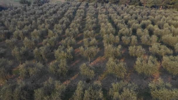 Oliveraie vue aérienne en Italie — Video