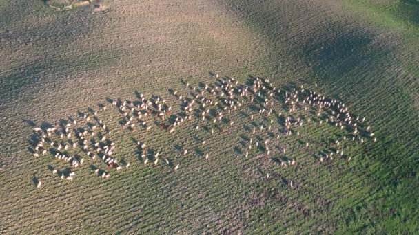 Sheep grazing on open fields in the countryside in Italy — Stock Video