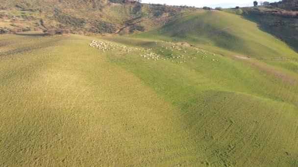 Schapen grazen op open velden op het platteland in Italië — Stockvideo