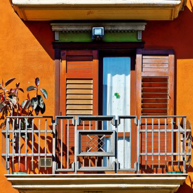 Kauçuk ağacı balkon