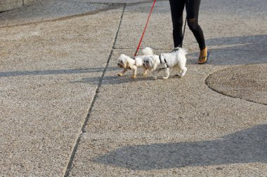 Tel Aviv'de köpekler yürüyüş