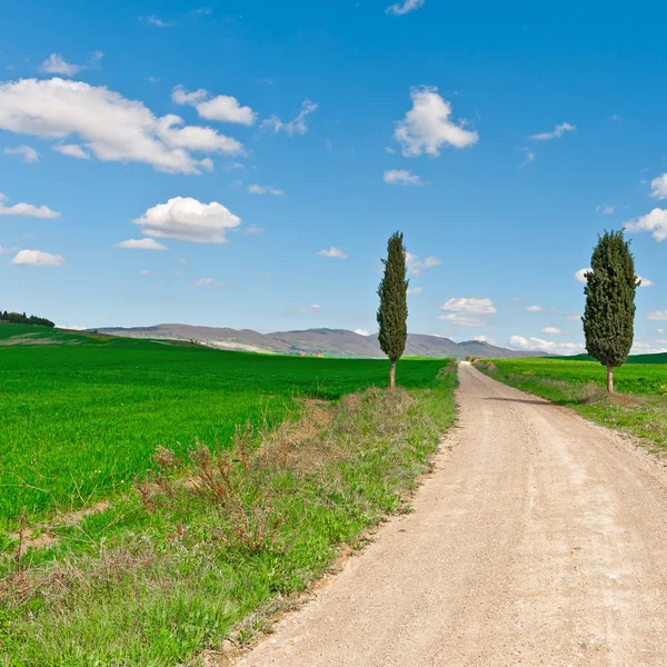 Toprak yol selvi ile — Stok fotoğraf