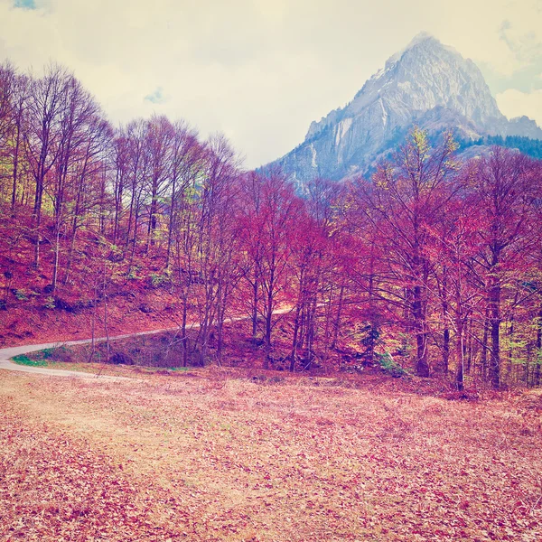 Dirt Forest Road — Stock Photo, Image