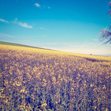  İsviçre eğimli Meadows