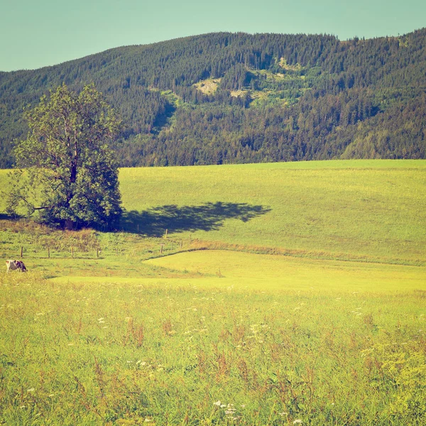 Пасовище Південної Баварії — стокове фото